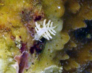 Montipora Eating Nudibranchs