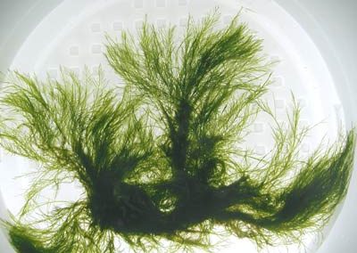 bryopsis_corticulans_1-400x284-1